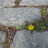 All Roads Lead to Dandelions