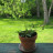Dandelion: Easy to Grow