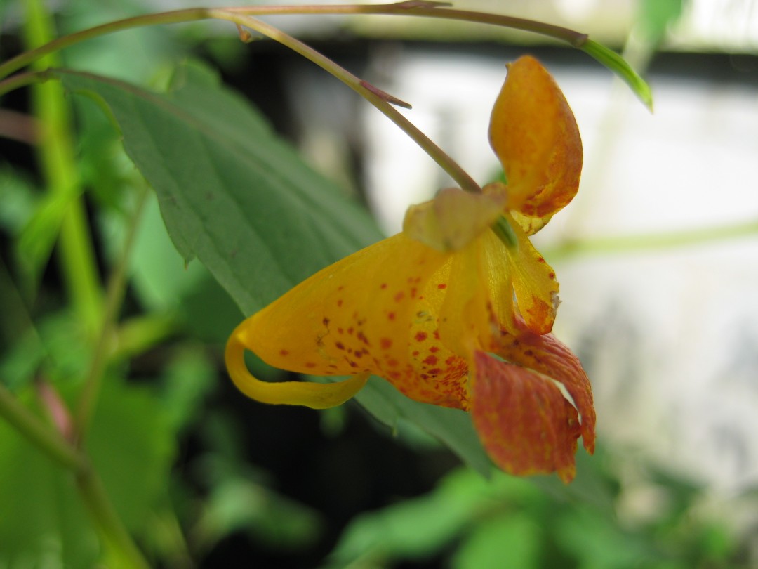 Jewelweed Poison Ivy Cure?