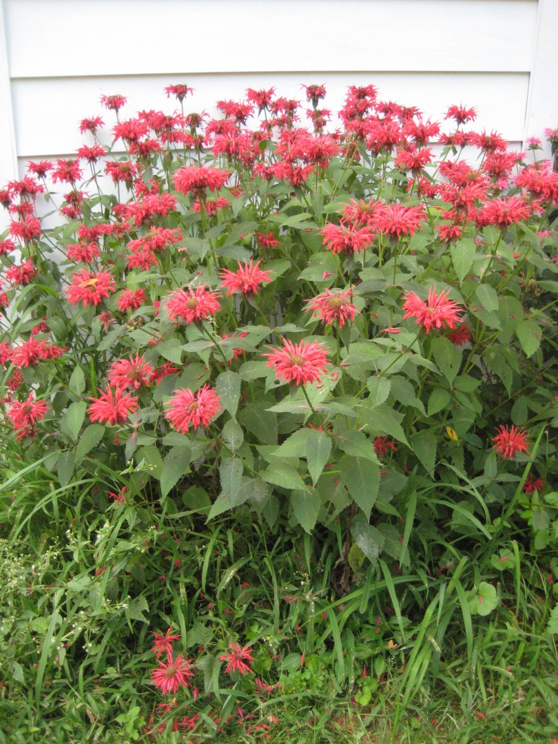 bee-balm-year-two