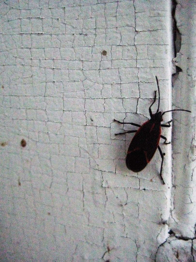 Invasion of the Box Elder Bugs