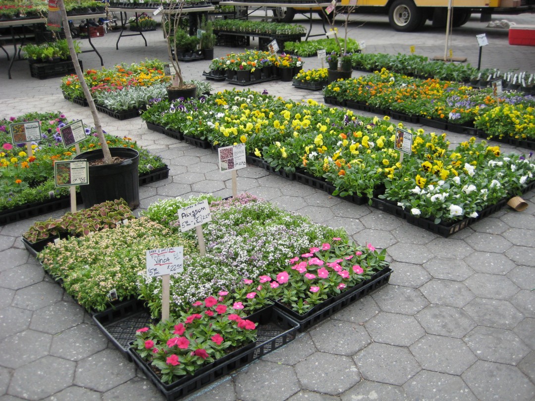 Ramps Spring Vegetable