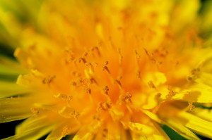 https://www.flickr.com/photos/kubina/141339732/ (Dandelion (closeup) by Jeff Kubina on Flickr; used with Creative Commons license. Use does not connote endorsement.)