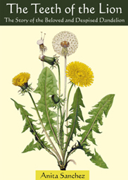 dandelions.jpg