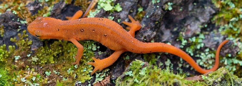 wells-horton-salamander-May 14a-X2