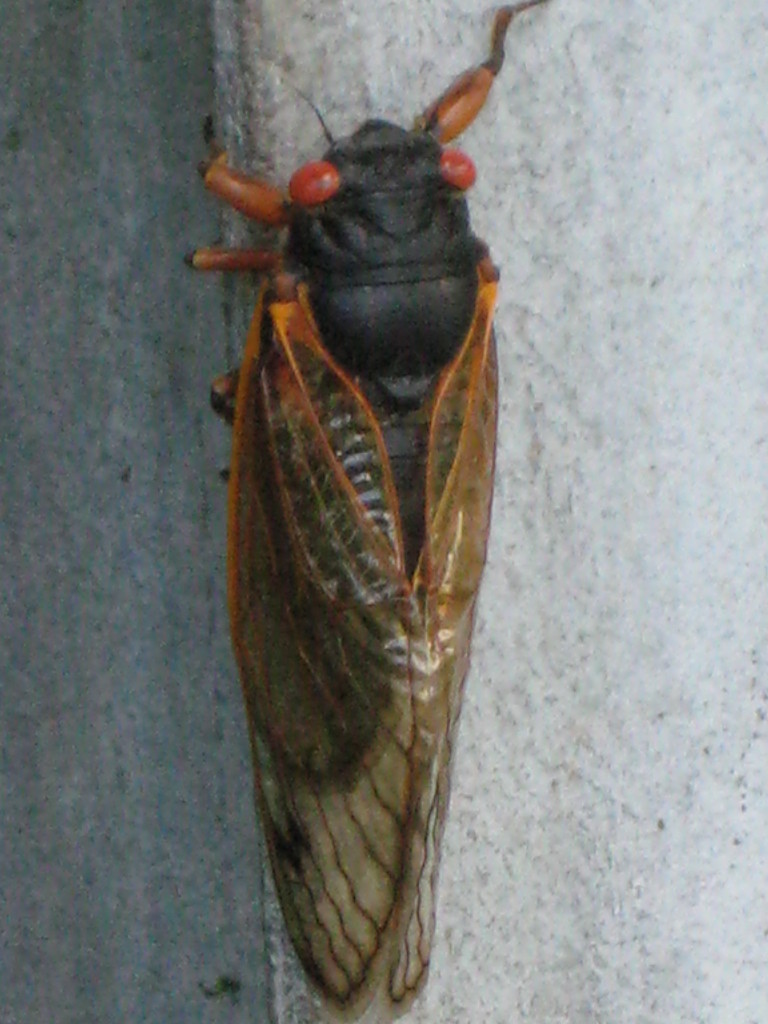 cicada 044