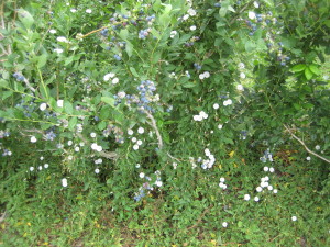 morning glory blueberry