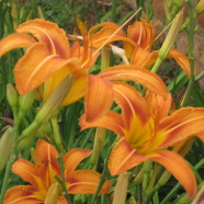 Day Lily: Summer Schedule