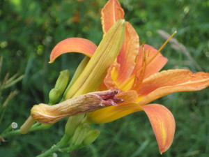 day lily buds