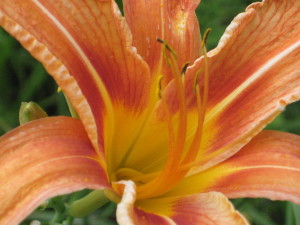 day lily stamens