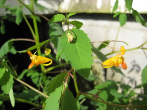 jewelweed 014