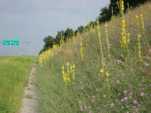 mullein along highway