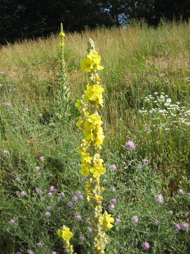 mullein stalk