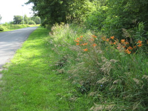 roadside day lilies