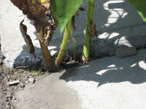 sunflowers in cement