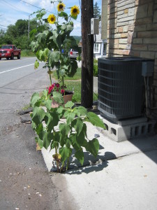 sunflowers in pavement