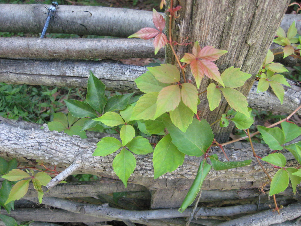 virginia creeper three leaves