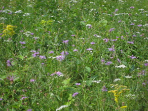 brown knapweed in meadow