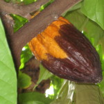 cacao pod