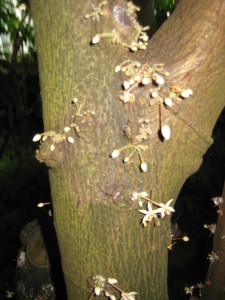 chocolate flowers