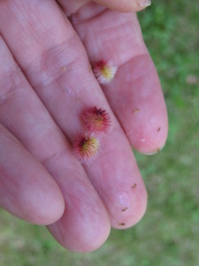 gather sumac berries