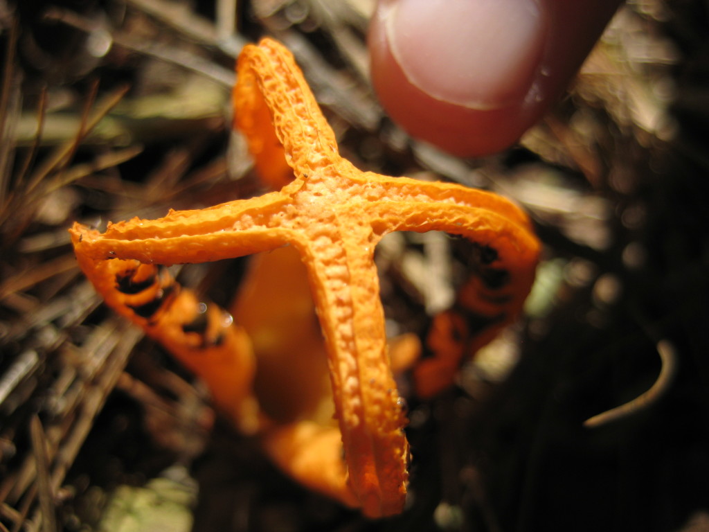 orange cage fungus stinkhorn