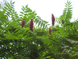 sumac 013