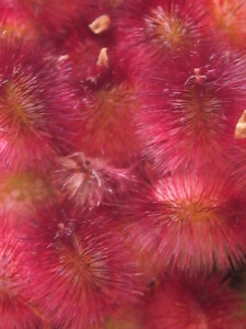 sumac berries close up