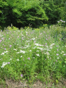 wildflower meadow