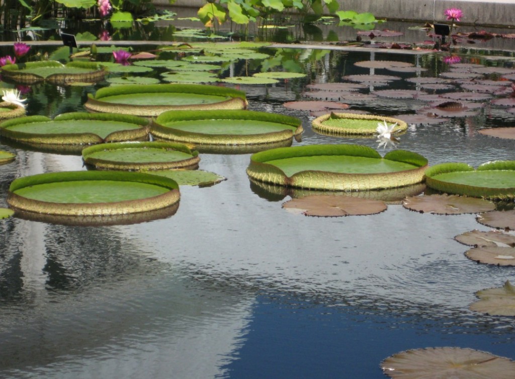 botanical garden lily