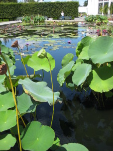 botanical garden lotus