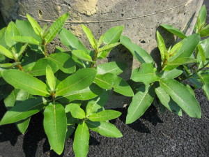 milkweed hardy growth