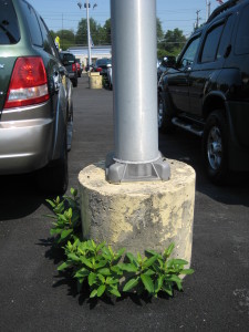 milkweed in cement