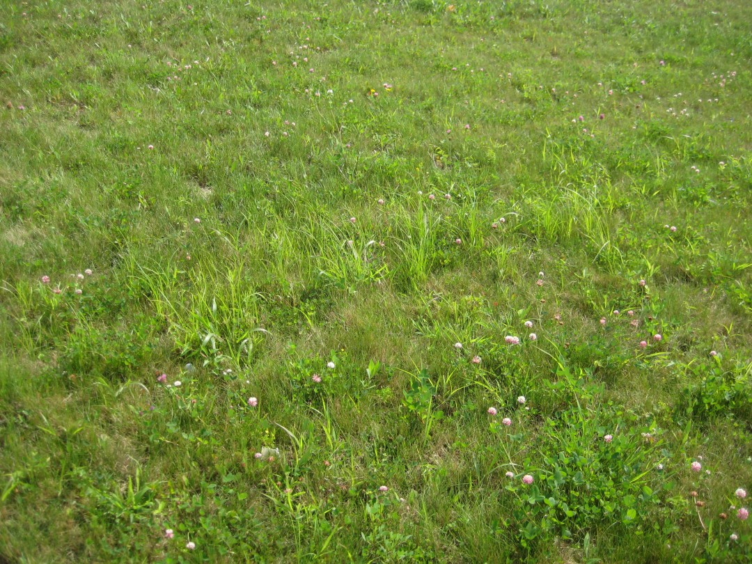 organic lawn clover