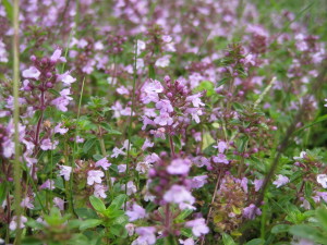 wild thyme in bloom