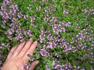 wild thyme patch