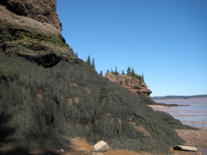 Hopewell Rocks