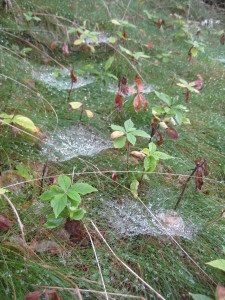 spider webs in grass