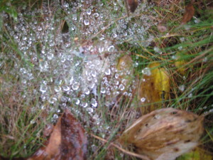 funnel web spider home