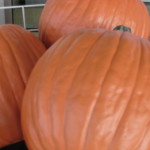 plastic pumpkins