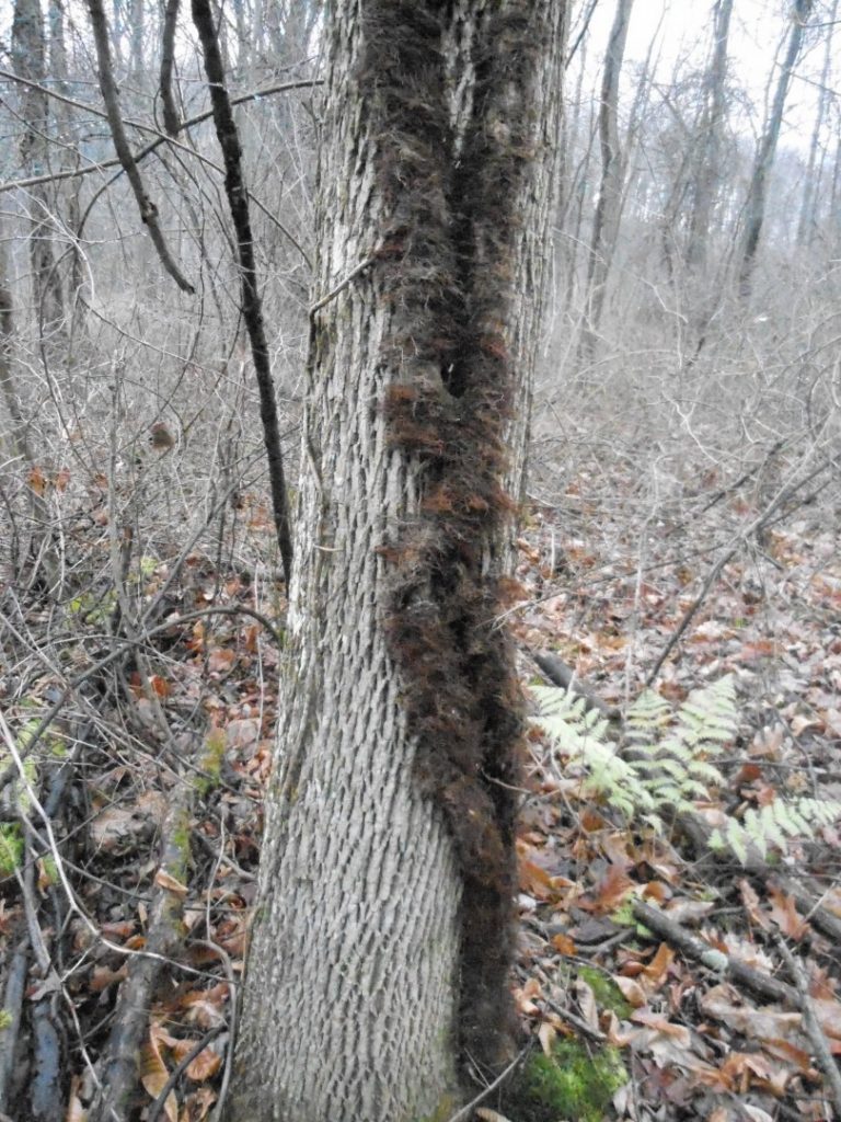 hairy vine poison ivy