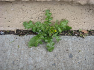 common groundsel