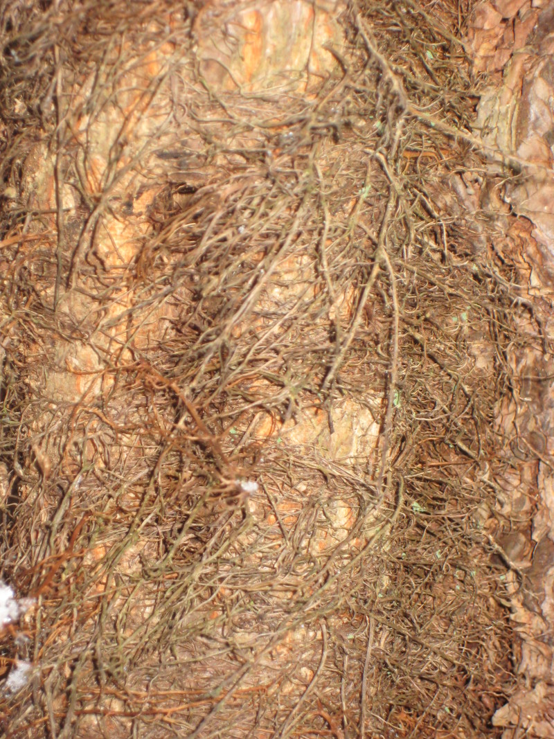 lebonplancul