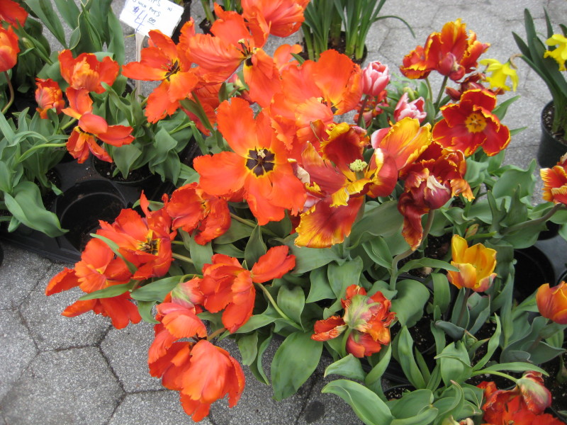 red parrot tulips