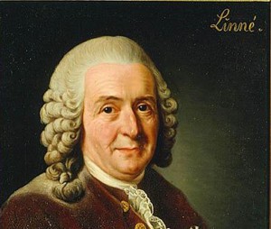 3-Linnaeus