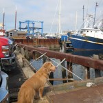 gloucester harbor