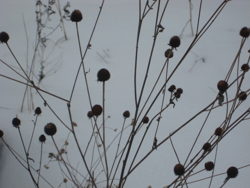 Rudbeckia triloba