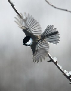 wells horton chickadee