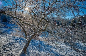 wells horton crab apple