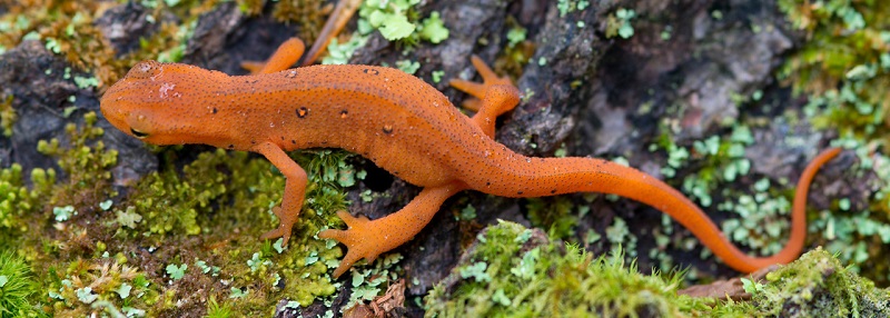 red eft salamander wells horton